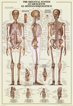 Skeletal System Poster Skeletal System Poster