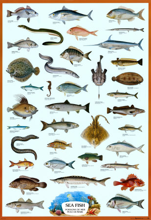Fish Sea Poster Fish Sea Poster