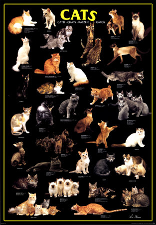 Cats Poster Cats Poster