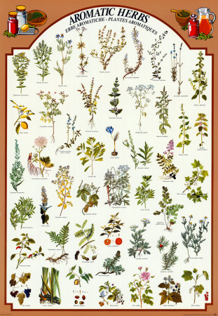 Aromatic Herbs Poster Aromatic Herbs Poster