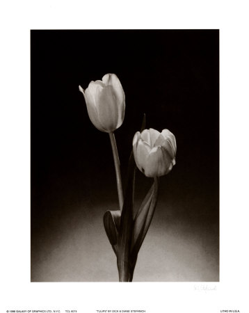 Tulips Print Tulips Print