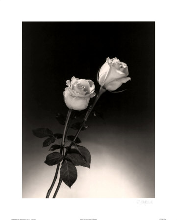 Roses Print Roses Print