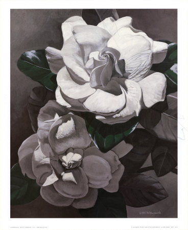 White Gardenias Print White Gardenias Print