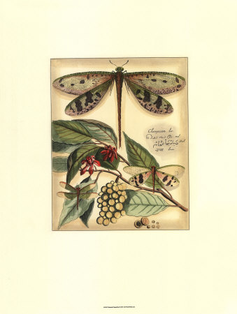 Whimsical Dragonflies I Print Whimsical Dragonflies I Print