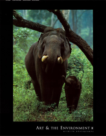 Asian Elephant Print Asian Elephant Print