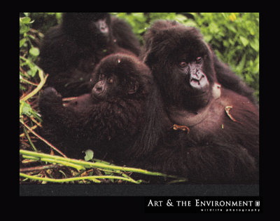 Mountain Gorilla Print Mountain Gorilla Print