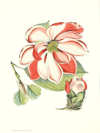 Melissa's Flowers II Print Melissa's Flowers II Print