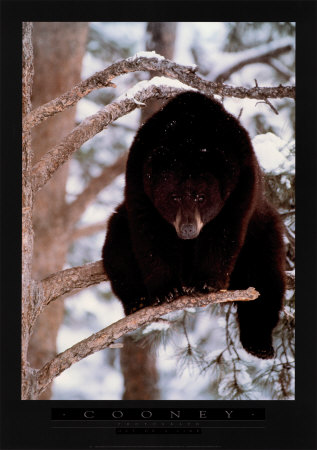 Out on Limb Print Out on Limb Print