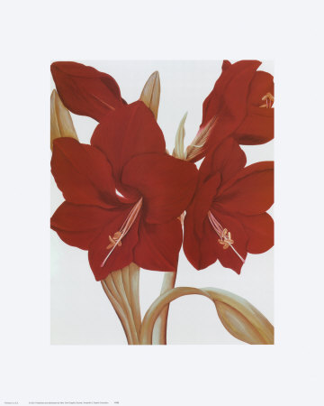 Amaryllis II Print Amaryllis II Print