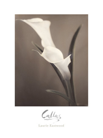 Callas Print Callas Print