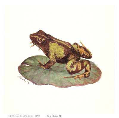 Frog Display 2 Print Frog Display 2 Print