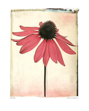 Purple Coneflower Print Purple Coneflower Print