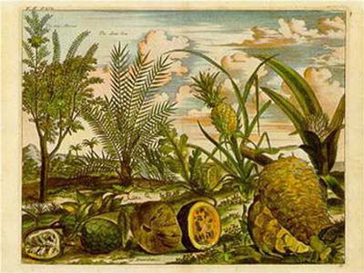 Tropical Fruits I Print Tropical Fruits I Print