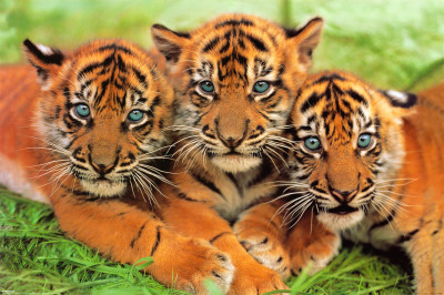 WWF - Tiger Cubs Poster WWF - Tiger Cubs Poster
