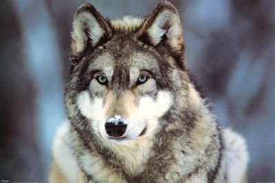 WWF - Grey Wolf Poster WWF - Grey Wolf Poster
