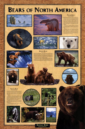 Bears of North America Poster Bears of North America Poster