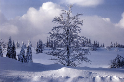 Winter Landscape Poster Winter Landscape Poster