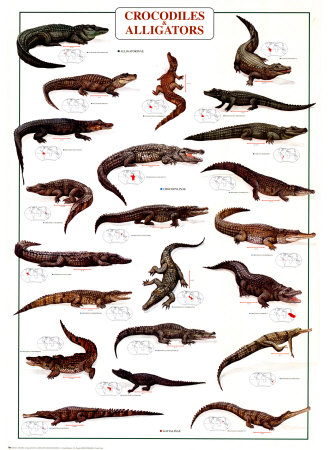 Crocodiles and Alligators Poster Crocodiles and Alligators Poster