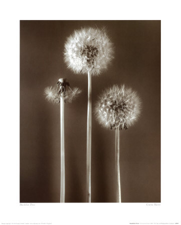 Dandelion Three Print Dandelion Three Print