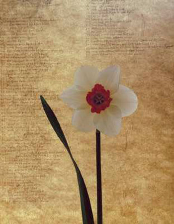 White Daffodil Print White Daffodil Print