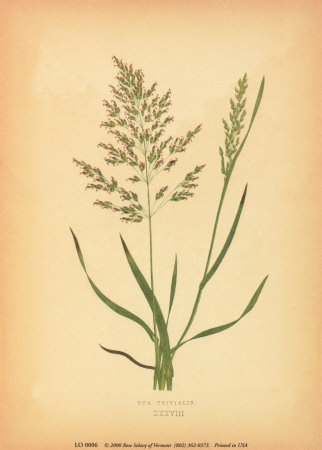 Grasses Print Grasses Print
