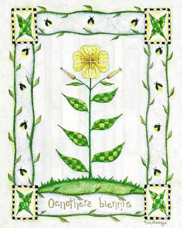 Oenothera Blennis Print Oenothera Blennis Print