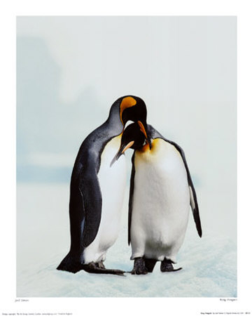 King Penguin Print King Penguin Print