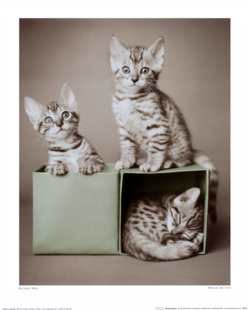 kittens. Bengal Kittens Print at Art.