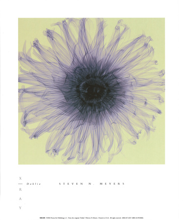 Dahlia Print Dahlia Print