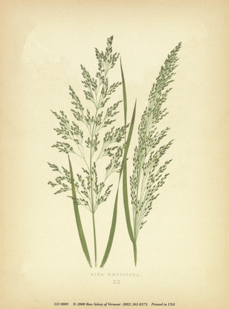 Grasses Print Grasses Print