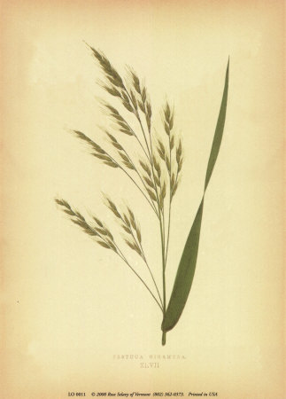 Grasses Print Grasses Print