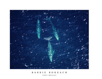 Grey Whales Print Grey Whales Print