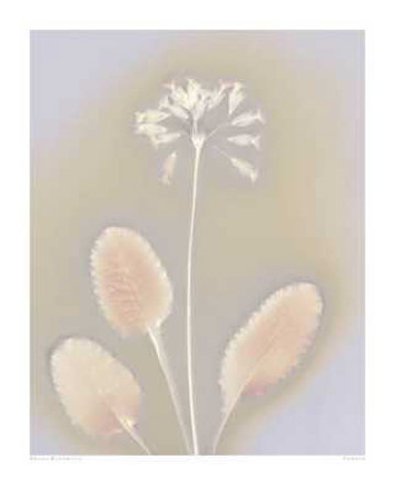 Cowslip Print Cowslip Print