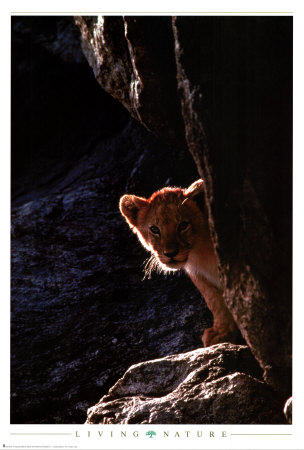 Lion Cub Poster Lion Cub Poster