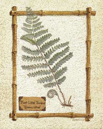 Blunt-Lobed Fern Print Blunt-Lobed Fern Print