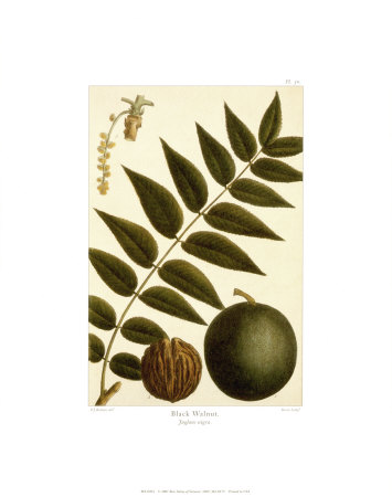 Black Walnut Print Black Walnut Print