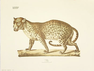 Leopard Print Leopard Print