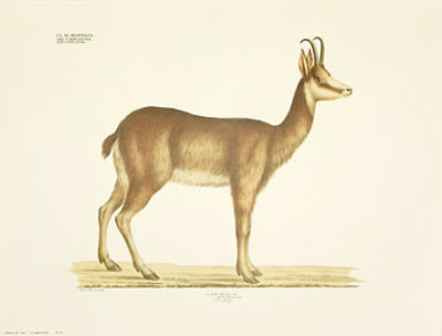 Antelope Print Antelope Print