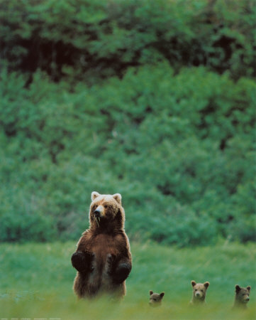 Bears Poster Bears Poster