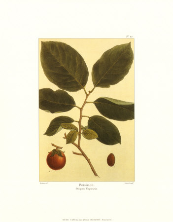 Persimmon Print Persimmon Print