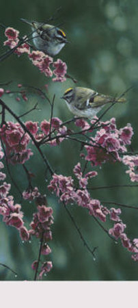 Blossom Dance Print Blossom Dance Print