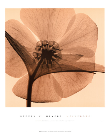 Hellebore I Print Hellebore I Print