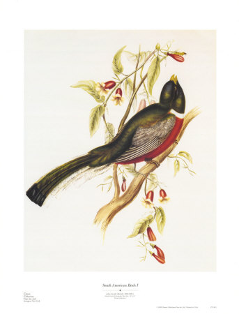 South American Bird I Print South American Bird I Print