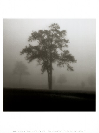 Fog Tree Study I Print Fog Tree Study I Print