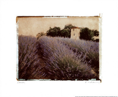Lavender Print Lavender Print