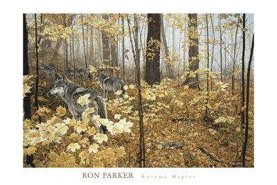 Autumn Maples Print Autumn Maples Print
