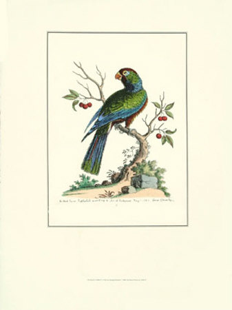 The Black Parrot Print The Black Parrot Print