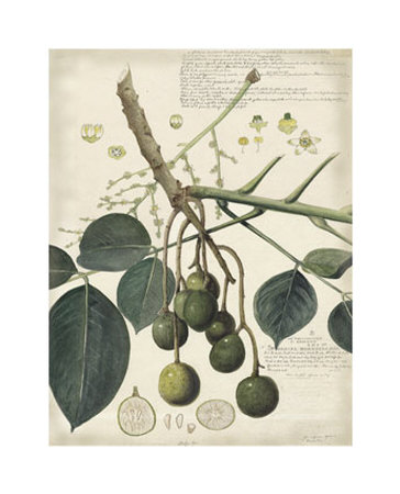 Descube Botanical VI Print Descube Botanical VI Print