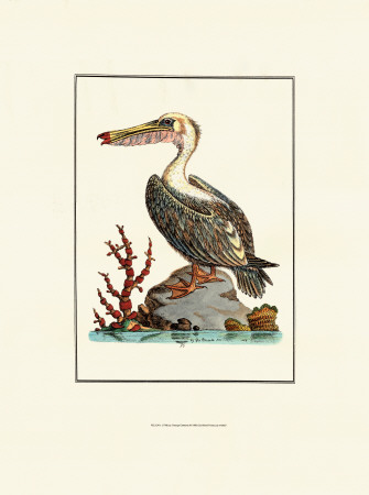 Pelican Print Pelican Print