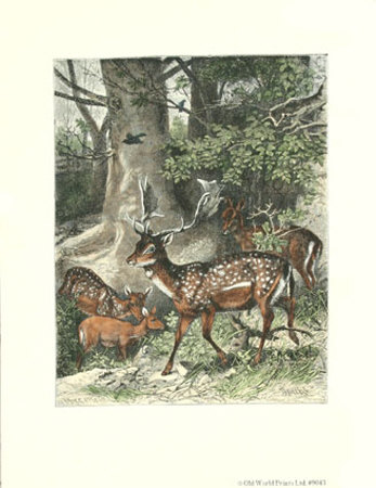 Fallow Deer Print Fallow Deer Print